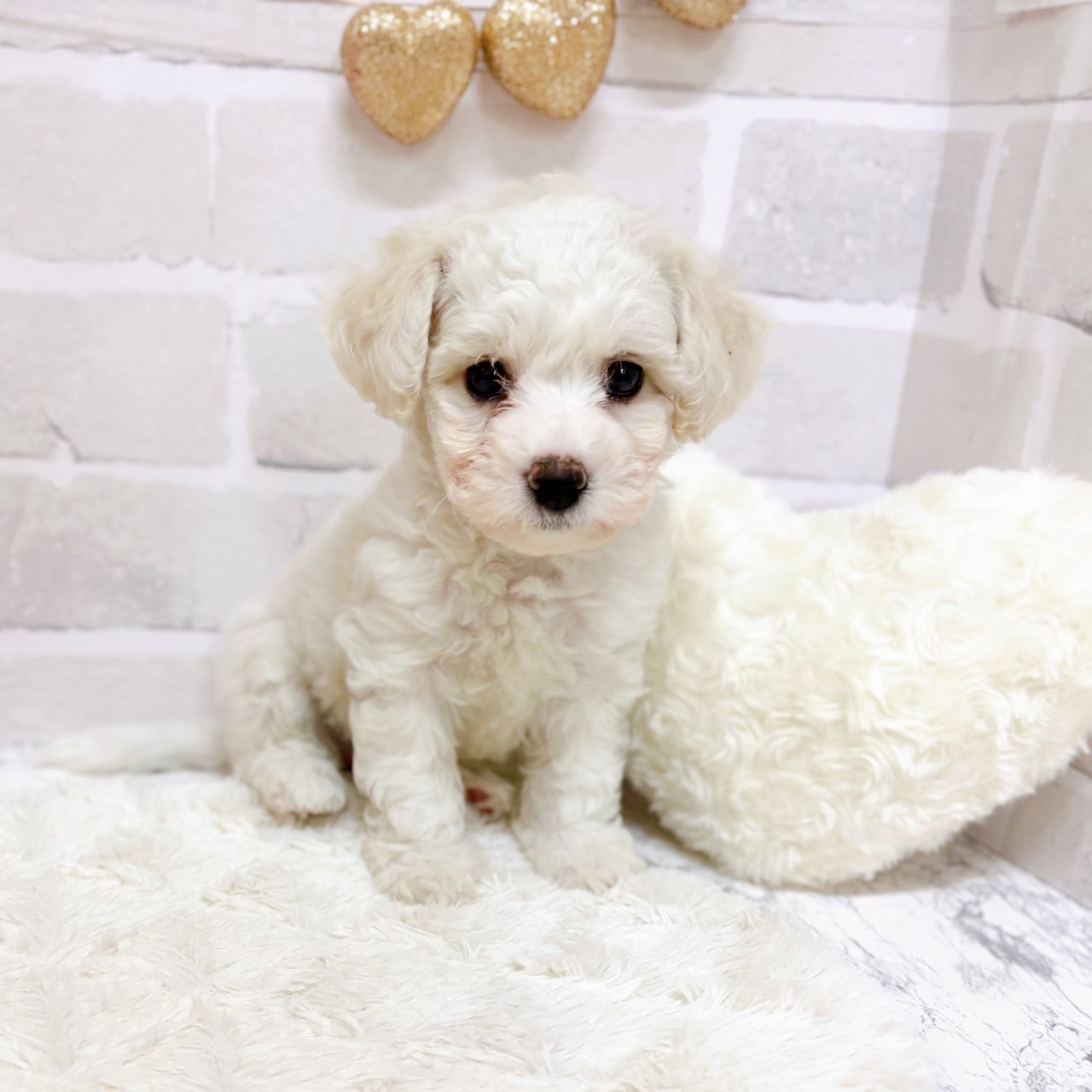 京都府のビションフリーゼ (犬の家＆猫の里京都精華店/2025年8月5日生まれ/女の子/ホワイト)の子犬の1枚目の画像