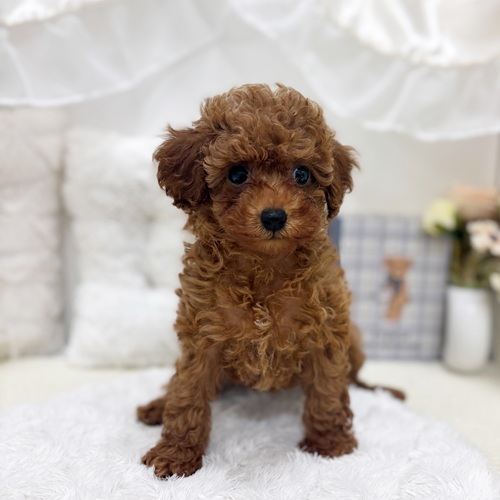 岐阜県のトイプードル(トイ) (犬の家＆猫の里カラフルタウン岐阜店/2025年8月4日生まれ/女の子/レッド)の子犬の2枚目の画像