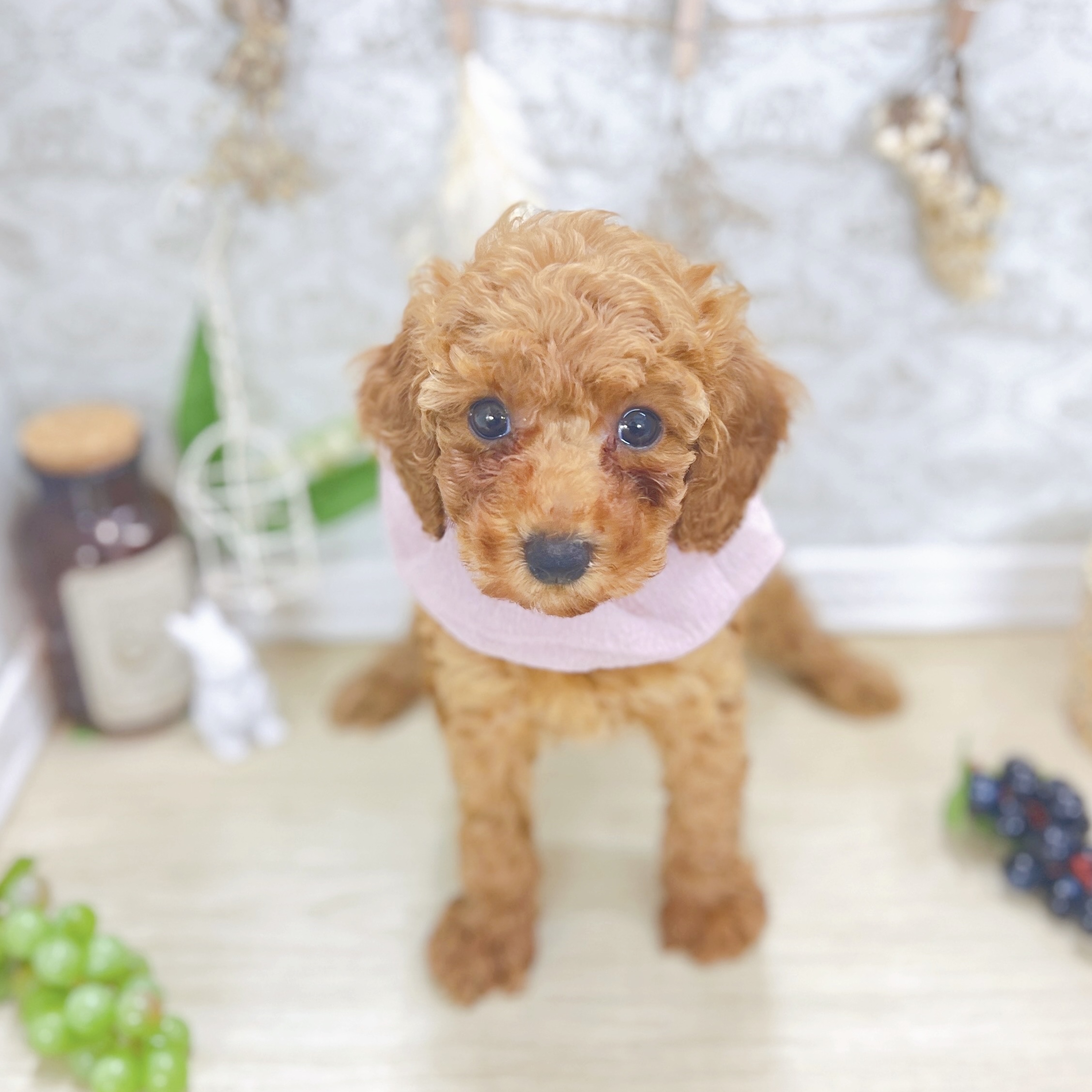 福井県のトイプードル(トイ) (犬の家＆猫の里アミーゴ福井大和田店/2025年8月4日生まれ/女の子/レッド)の子犬の2枚目の画像