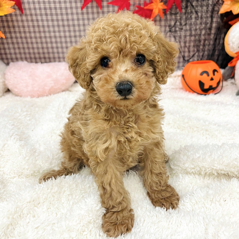 愛知県のトイプードル(トイ) (犬の家＆猫の里エアポートウォーク店/2025年8月4日生まれ/女の子/アプリコット)の子犬
