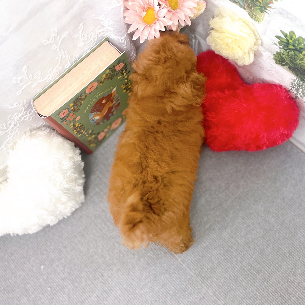 京都府のトイプードル(トイ) (犬の家＆猫の里京都樟葉店/2025年8月4日生まれ/男の子/レッドフォーン)の子犬の2枚目の画像