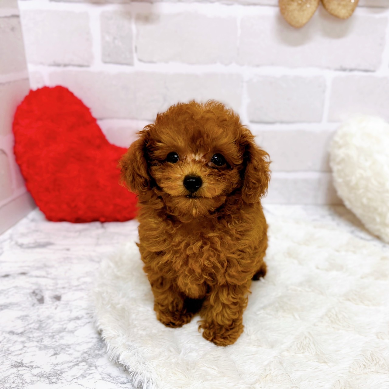 京都府のトイプードル(トイ) (犬の家＆猫の里京都精華店/2025年8月4日生まれ/男の子/レッドフォーン)の子犬の1枚目の画像