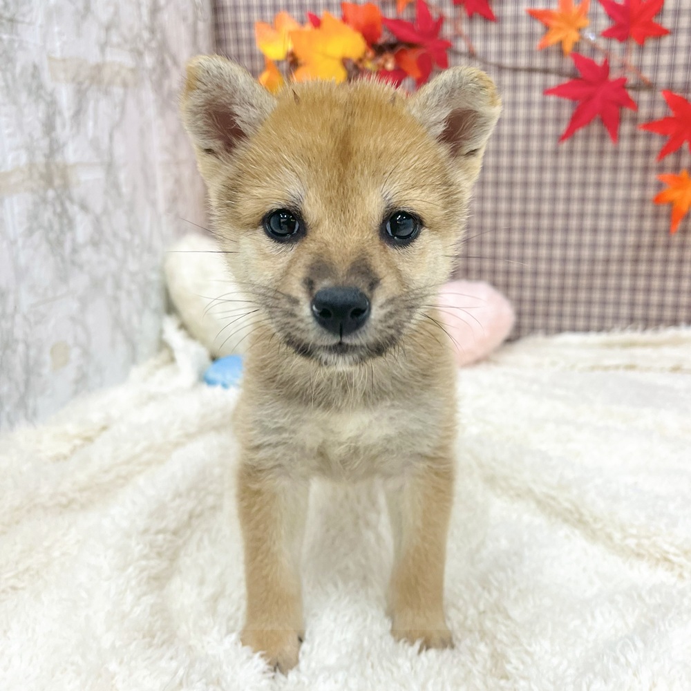 愛知県の柴犬(標準サイズ) (犬の家＆猫の里エアポートウォーク店/2025年8月5日生まれ/女の子/赤)の子犬