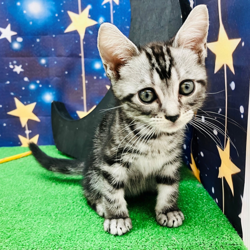愛知県のアメリカンショートヘアー (犬の家＆猫の里名古屋天白店/2025年8月4日生まれ/男の子/シルバータビー)の子猫