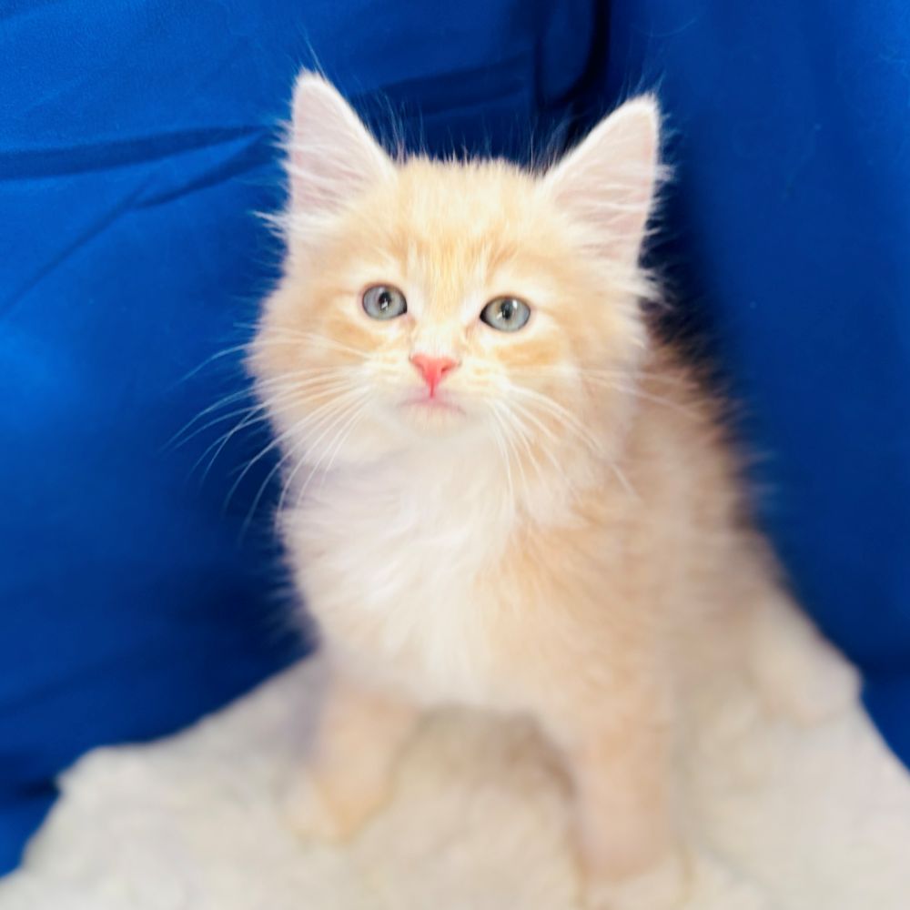 愛知県のノルウェージャンフォレストキャット (犬の家＆猫の里愛知刈谷店/2025年8月6日生まれ/男の子/クリームタビーホワイト)の子猫の2枚目の画像