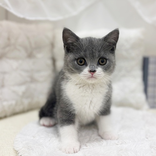 岐阜県のブリティッシュショートヘアー (犬の家＆猫の里カラフルタウン岐阜店/2025年8月2日生まれ/女の子/ブルーホワイト)の子猫の2枚目の画像