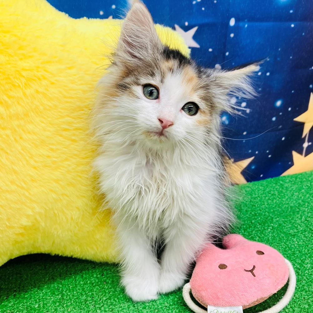 愛知県のノルウェージャンフォレストキャット (犬の家＆猫の里名古屋天白店/2025年8月6日生まれ/女の子/ブルーパッチドタビーホワイト)の子猫の2枚目の画像
