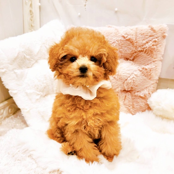 福井県のトイプードル(ティーカップ) (犬の家＆猫の里福井店/2025年8月3日生まれ/女の子/オレンジフォーン)の子犬の1枚目の画像