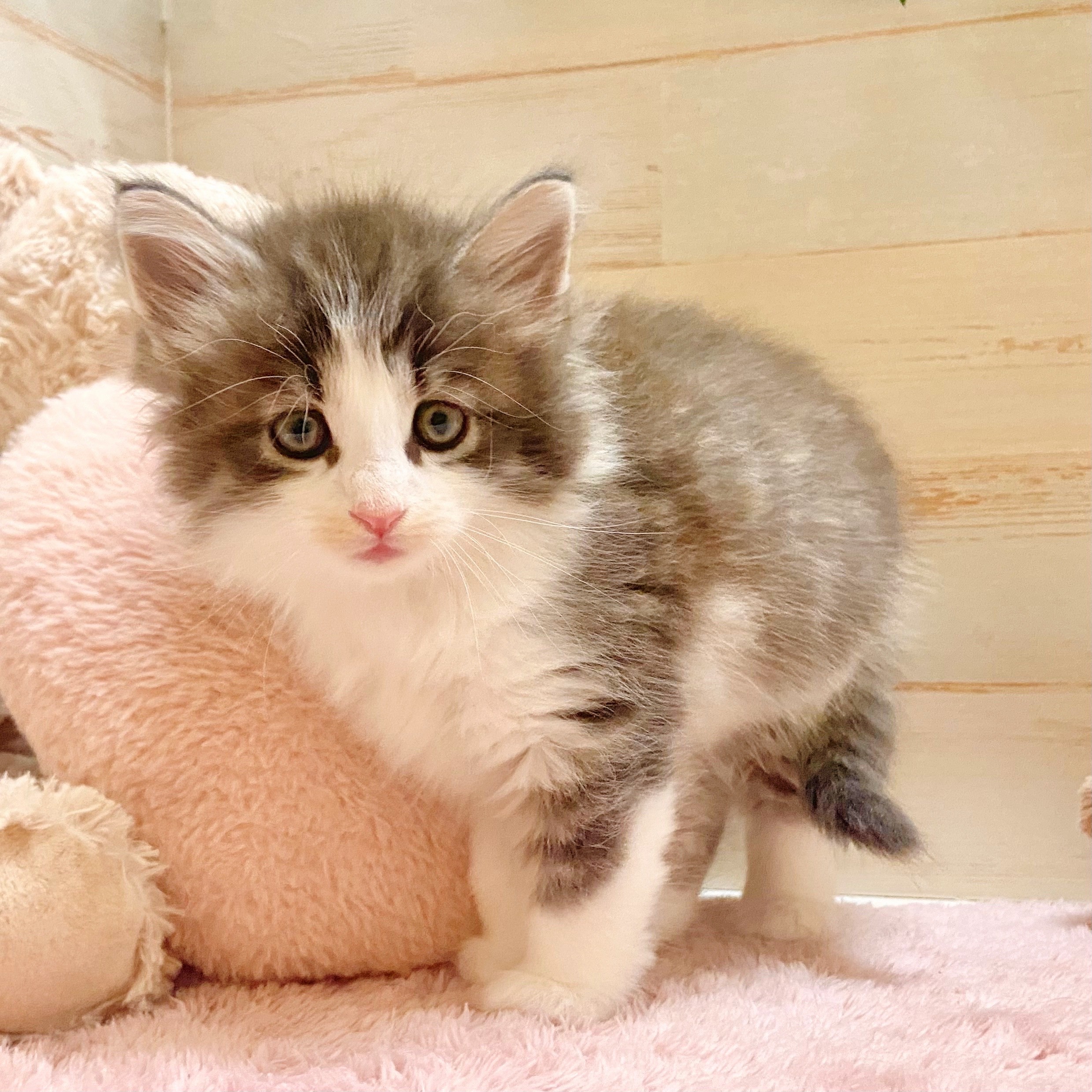 兵庫県のノルウェージャンフォレストキャット (犬の家＆猫の里神戸店/2025年8月5日生まれ/男の子/シルバータビーホワイト)の子猫の2枚目の画像