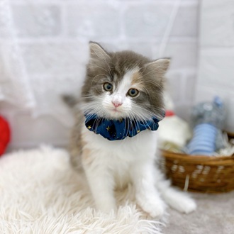 滋賀県のノルウェージャンフォレストキャット (犬の家＆猫の里長浜店/2025年8月7日生まれ/女の子/ブルーパッチドタビーホワイト)の子猫の1枚目の画像
