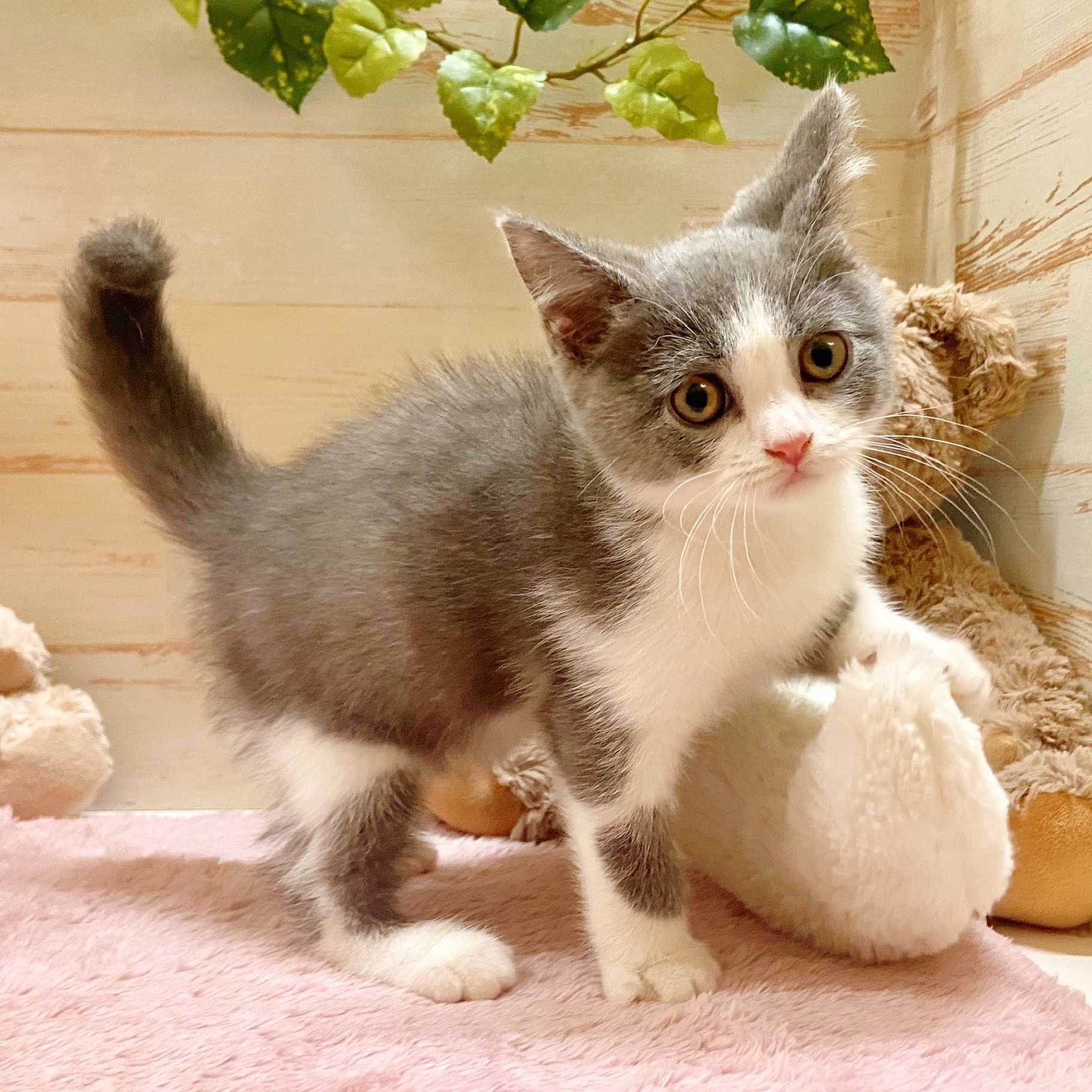 兵庫県のブリティッシュショートヘアー (犬の家＆猫の里神戸店/2025年8月5日生まれ/男の子/ブルーホワイト)の子猫の2枚目の画像