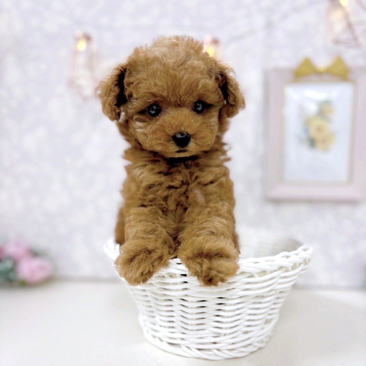 富山県のタイニープードル (犬の家＆猫の里アミーゴ高岡蓮花寺店/2025年8月7日生まれ/女の子/レッド)の子犬の2枚目の画像