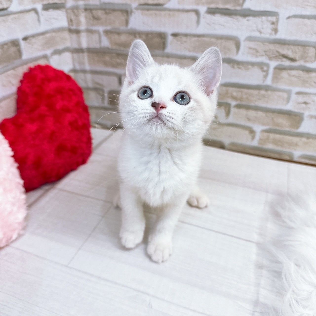 神奈川県のスコティッシュフォールド (犬の家＆猫の里モザイクモール港北店/2025年8月7日生まれ/女の子/ブルーリンクスポイントホワイト)の子猫の2枚目の画像
