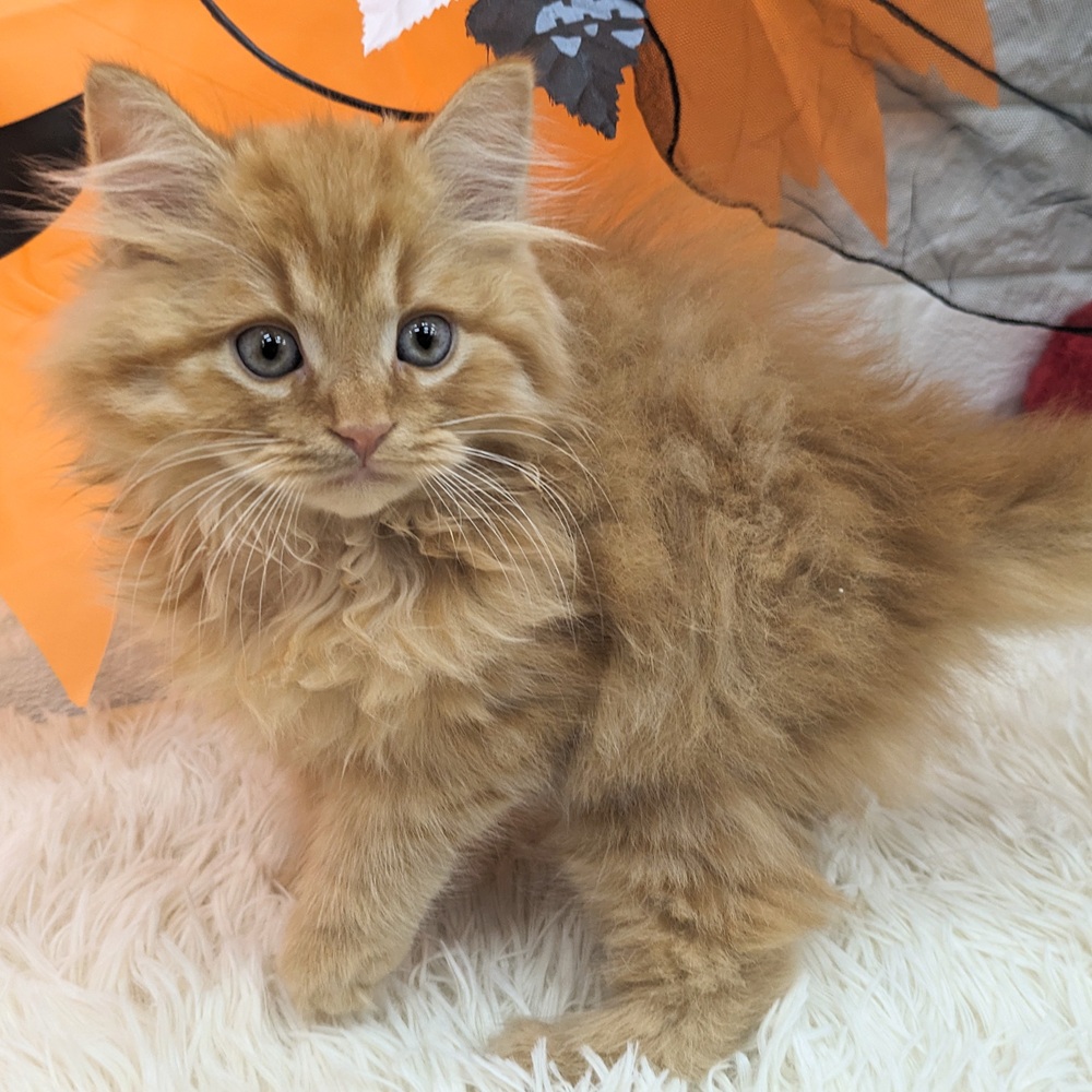 愛知県のスコティッシュフォールド (犬の家＆猫の里MEGAドン・キホーテ東海名和店/2025年8月5日生まれ/男の子/レッドタビー)の子猫の2枚目の画像