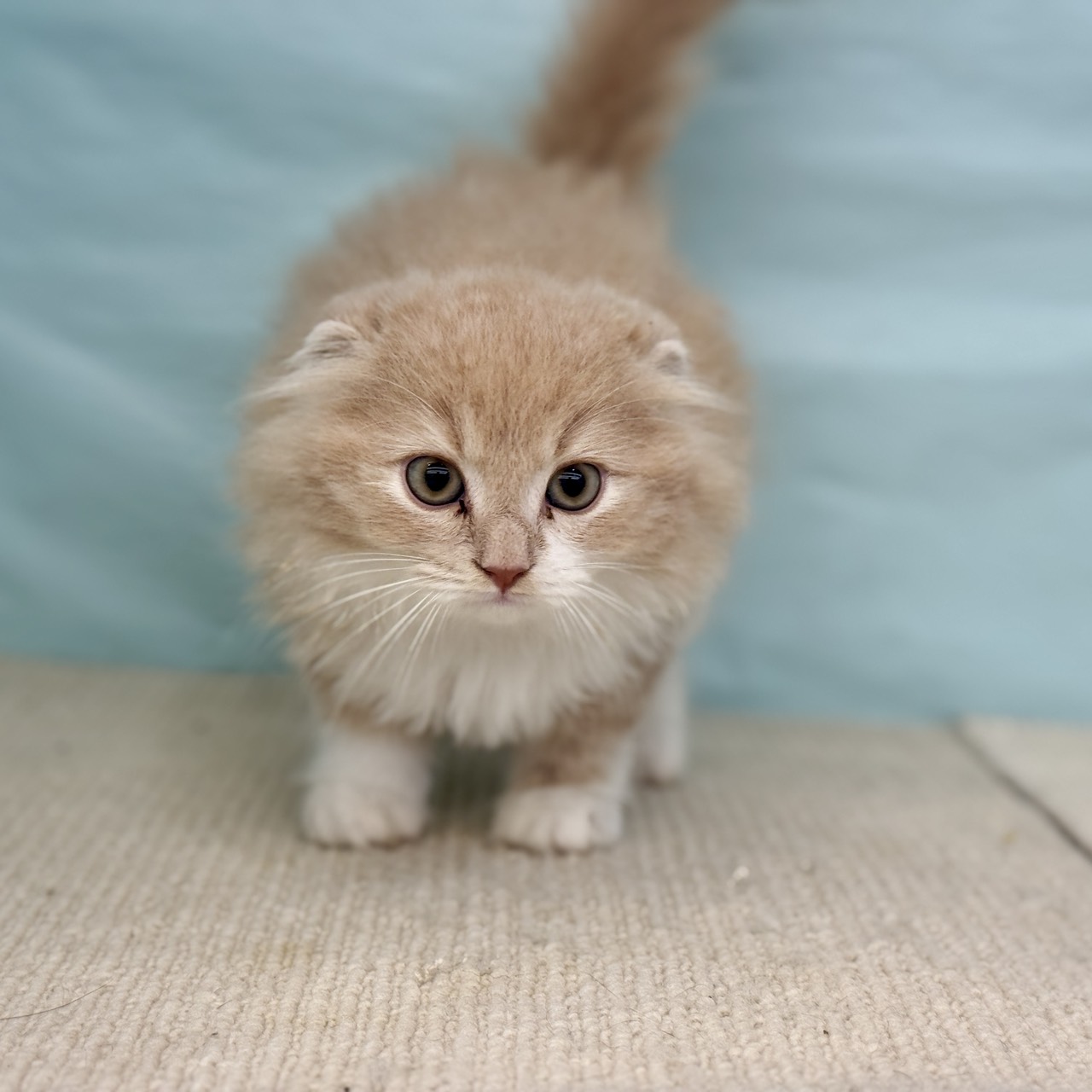 愛知県のスコティッシュフォールド (犬の家＆猫の里春日井本店/2025年8月5日生まれ/男の子/クリームタビーホワイト)の子猫の2枚目の画像
