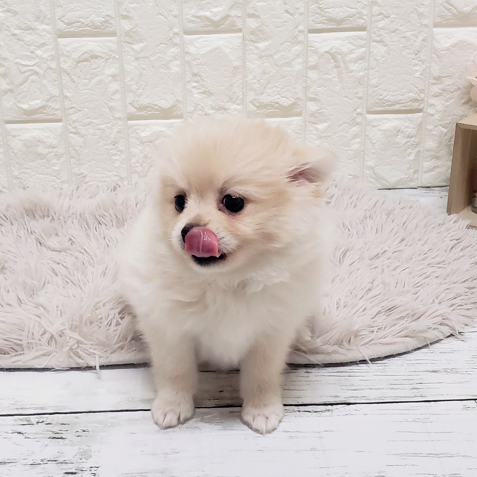 岡山県のポメチワ/チワポメ/ポメチー(ポメラニアン×チワワ) (犬の家＆猫の里岡山店/2025年8月8日生まれ/男の子/クリーム)の子犬の2枚目の画像