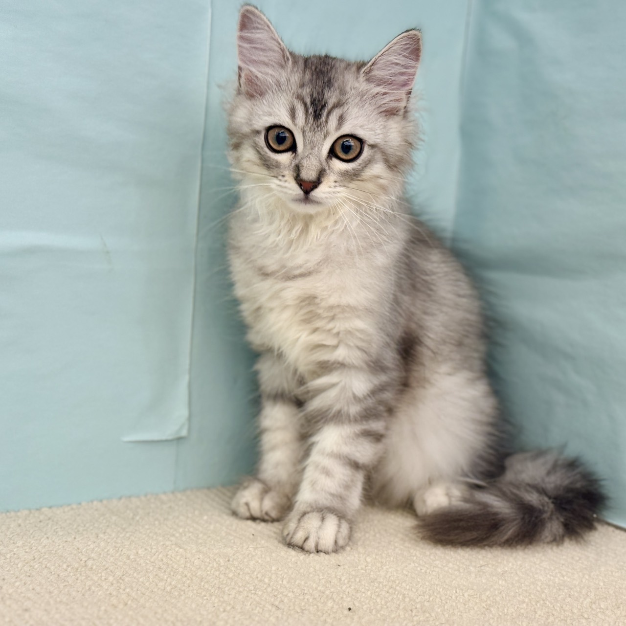 愛知県のマンチカン (犬の家＆猫の里春日井本店/2025年7月31日生まれ/男の子/シルバータビーホワイト)の子猫の2枚目の画像