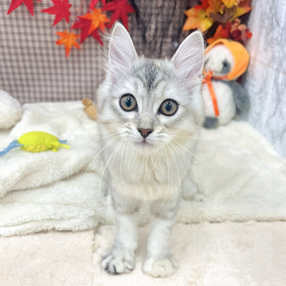 愛知県のマンチカン (犬の家&猫の里エアポートウォーク店/2025年7月31日生まれ/女の子/シルバーパッチドタビーホワイト)の子猫