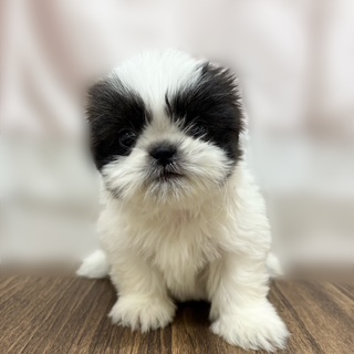兵庫県のシーズー (犬の家＆猫の里カナート西神戸店/2025年8月4日生まれ/女の子/ゴールドホワイト)の子犬の2枚目の画像