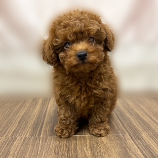 兵庫県のトイプードル(トイ) (犬の家＆猫の里カナート西神戸店/2025年8月9日生まれ/男の子/レッド)の子犬の1枚目の画像