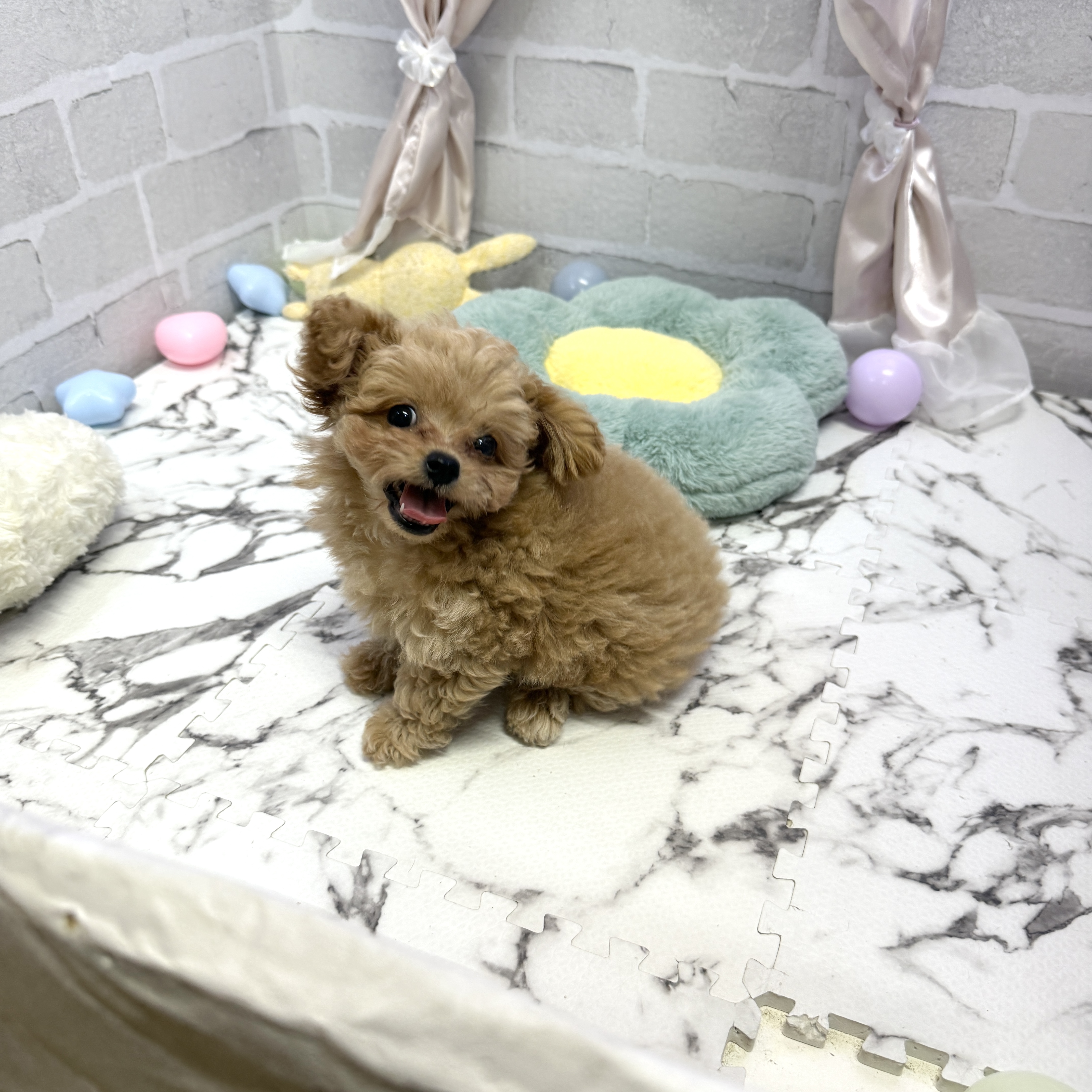 愛知県のチワプー/プーチー(チワワ×プードル) (犬の家＆猫の里岡崎店/2025年8月9日生まれ/男の子/アプリコット)の子犬の2枚目の画像