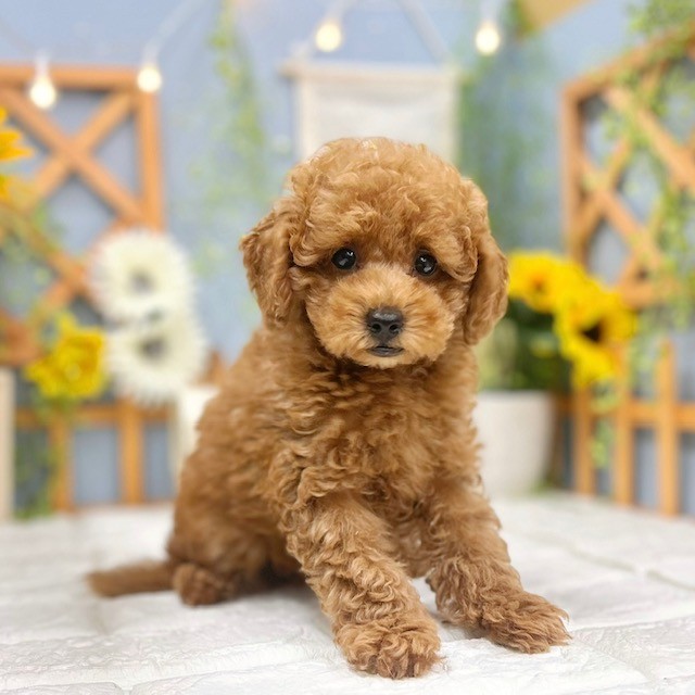 千葉県のトイプードル(トイ) (犬の家＆猫の里ワンズモール稲毛店/2025年8月10日生まれ/男の子/レッドフォーン)の子犬の2枚目の画像