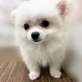 兵庫県のポメチワ/チワポメ/ポメチー(ポメラニアン×チワワ) (犬の家＆猫の里カナート西神戸店/2025年8月9日生まれ/男の子/クリーム)の子犬の2枚目の画像