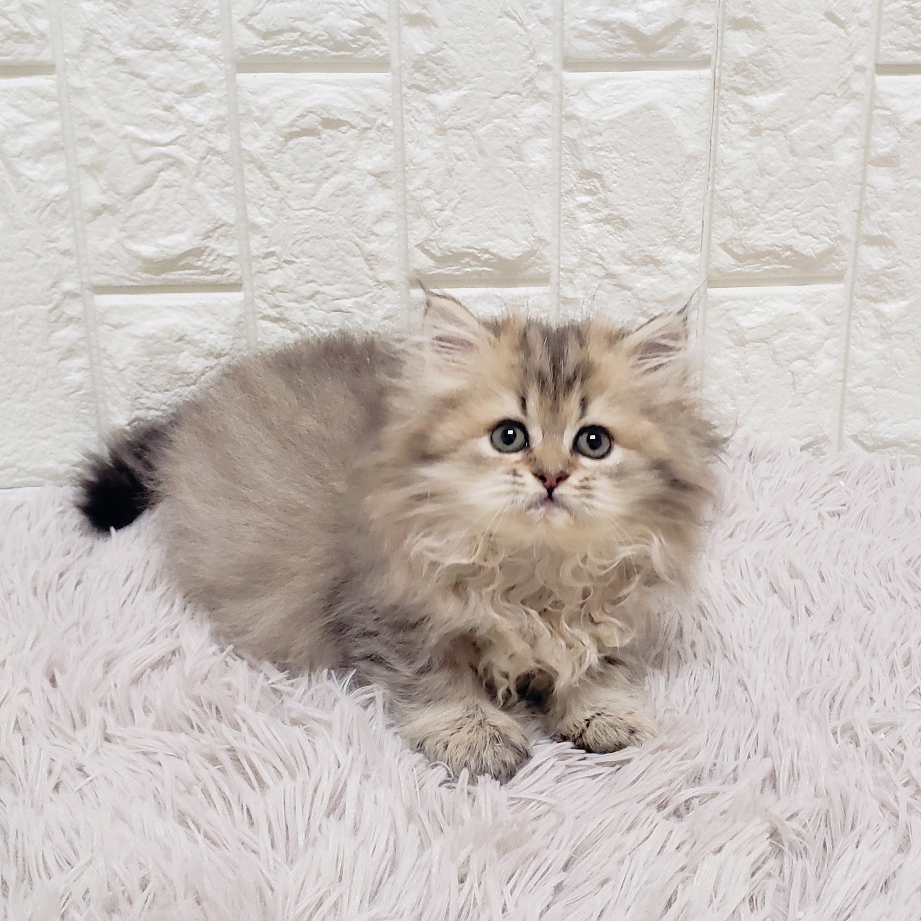 岡山県のペルシャ (犬の家＆猫の里岡山店/2025年8月10日生まれ/女の子/チンチラゴールデン)の子猫の2枚目の画像