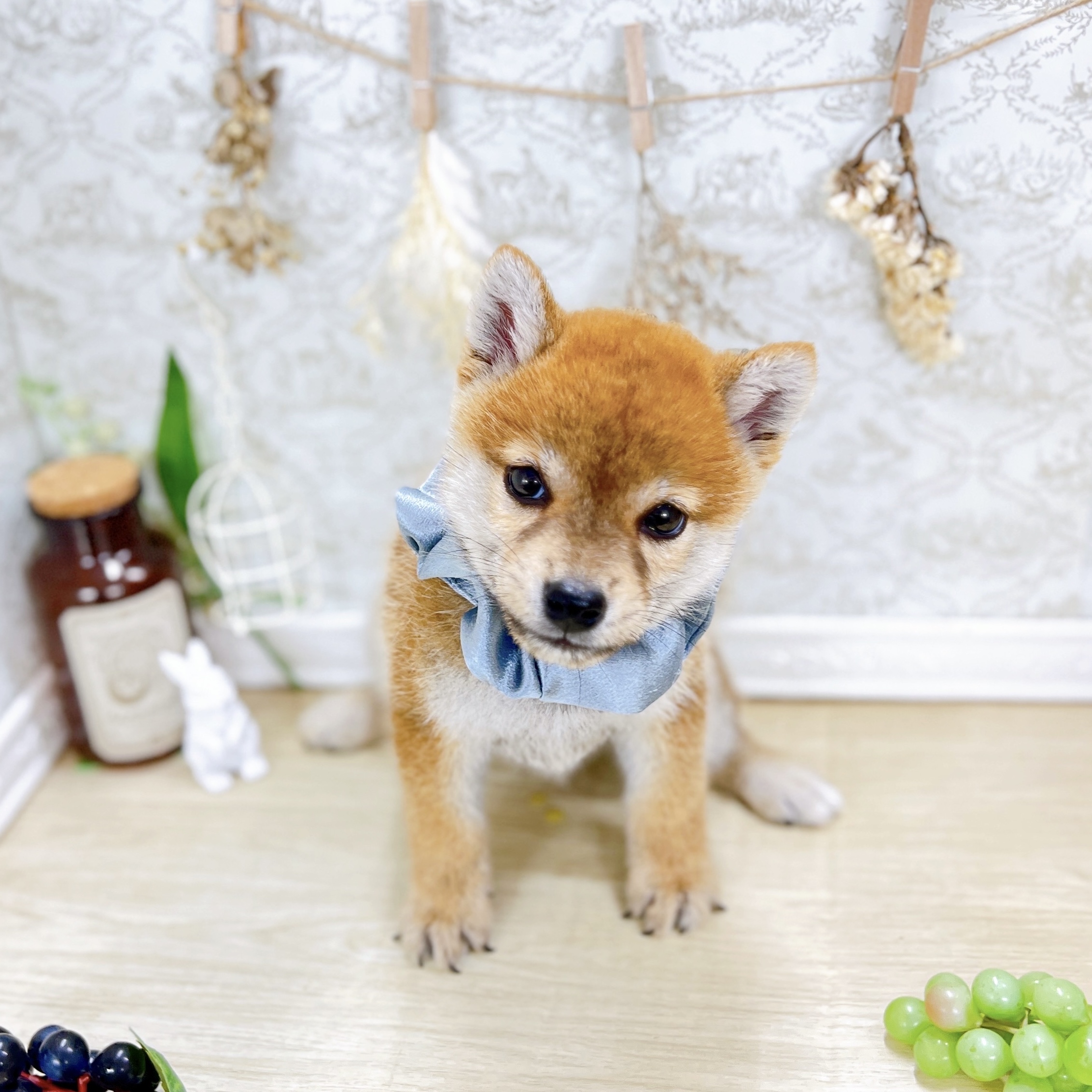 福井県の柴犬(標準サイズ) (犬の家＆猫の里アミーゴ福井大和田店/2025年8月7日生まれ/男の子/赤)の子犬の2枚目の画像