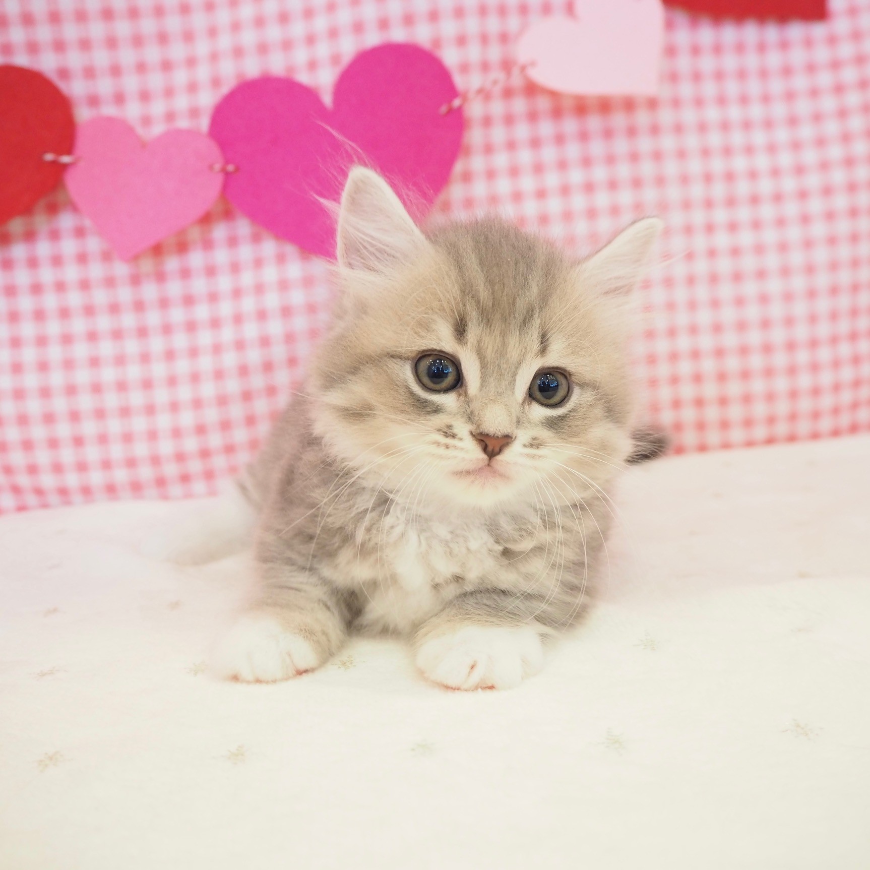 大阪府のミヌエット (犬の家&猫の里もりのみやキューズモールBASE店/2025年8月8日生まれ/女の子/ブルータビーホワイト)の子猫の2枚目の画像