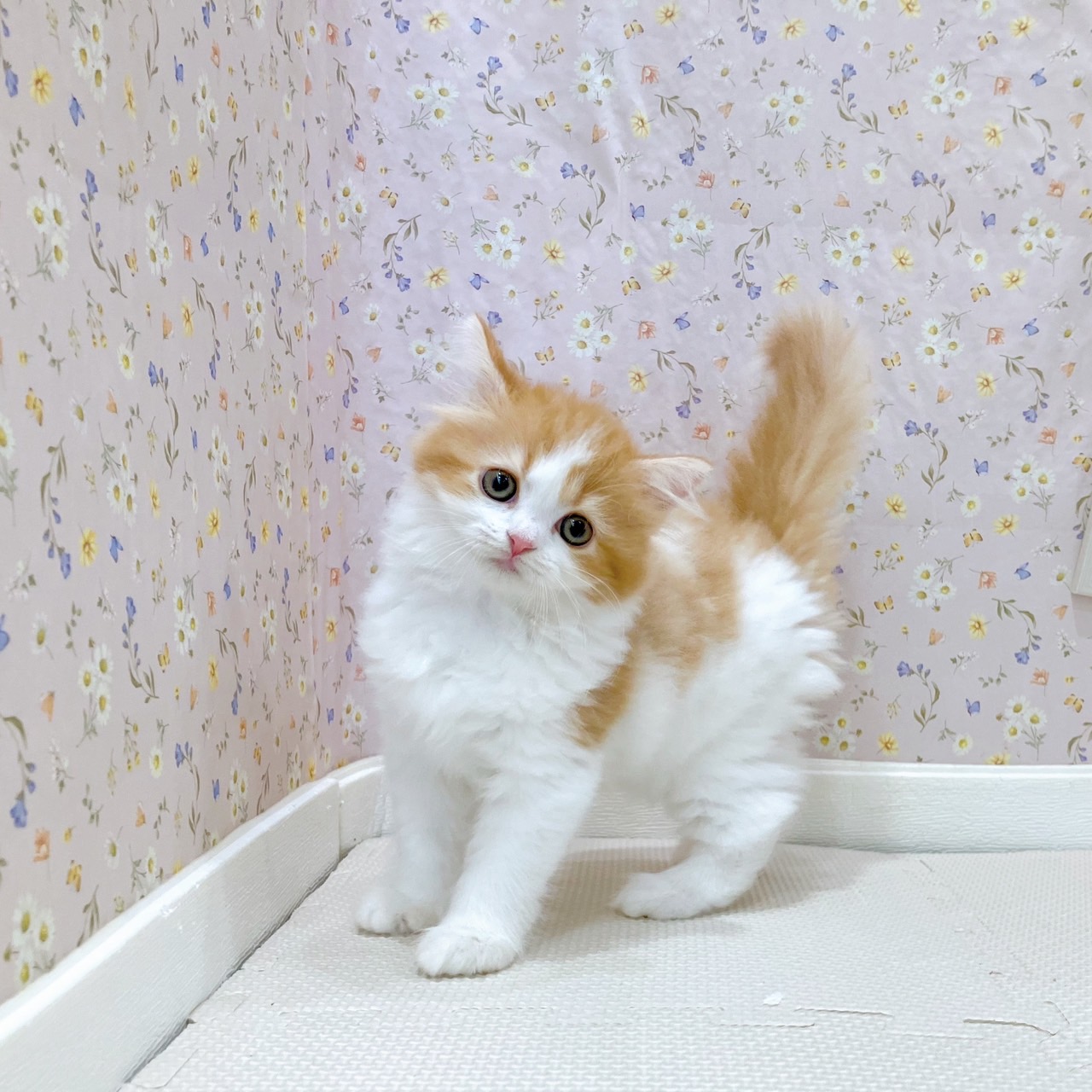 石川県のスコティッシュストレート (犬の家＆猫の里金沢店/2025年8月10日生まれ/女の子/レッドタビーホワイト)の子猫の2枚目の画像