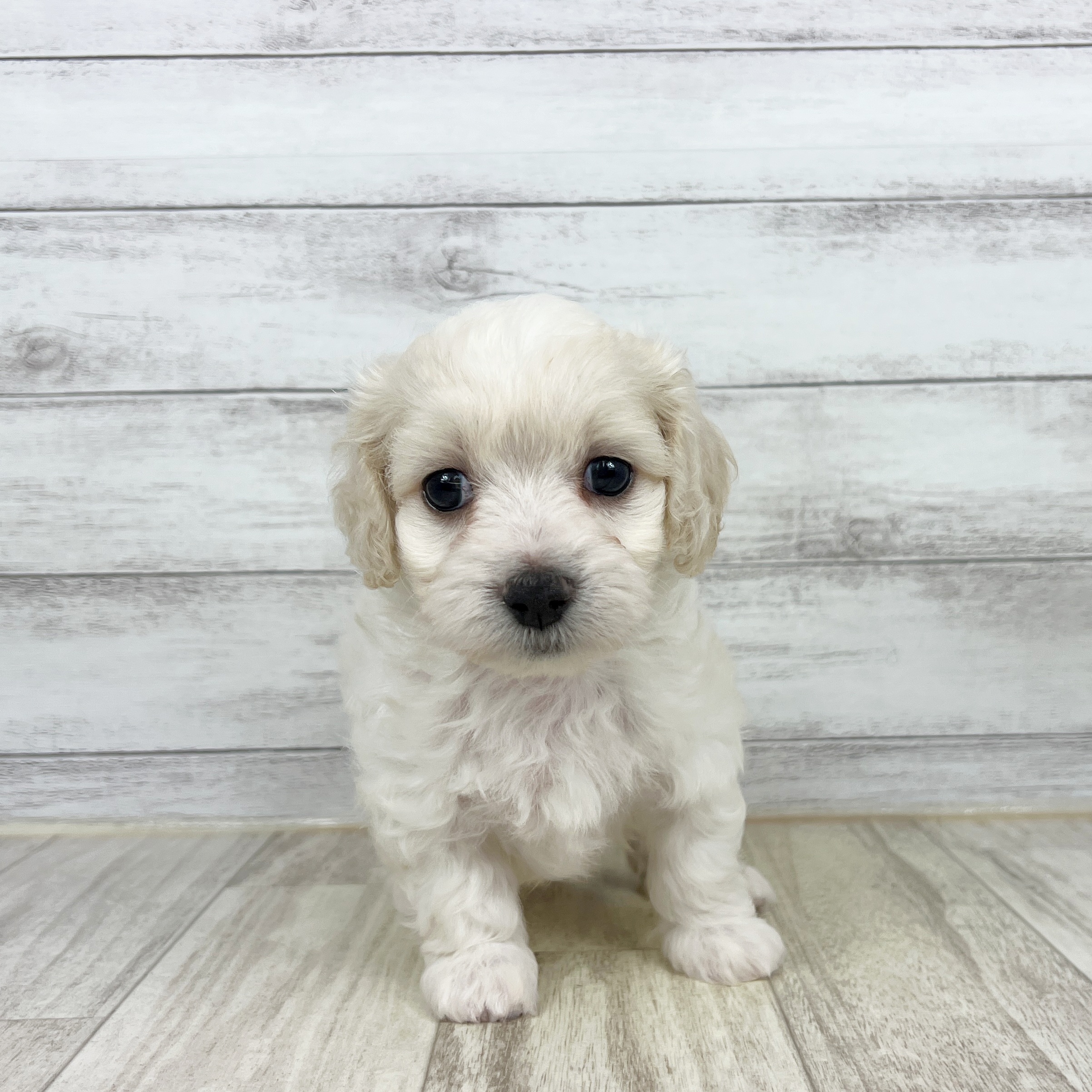 福岡県のマルックス(マルチーズ×ダックス) (犬の家&猫の里トリアス久山店/2025年8月10日生まれ/男の子/ホワイト)の子犬の2枚目の画像