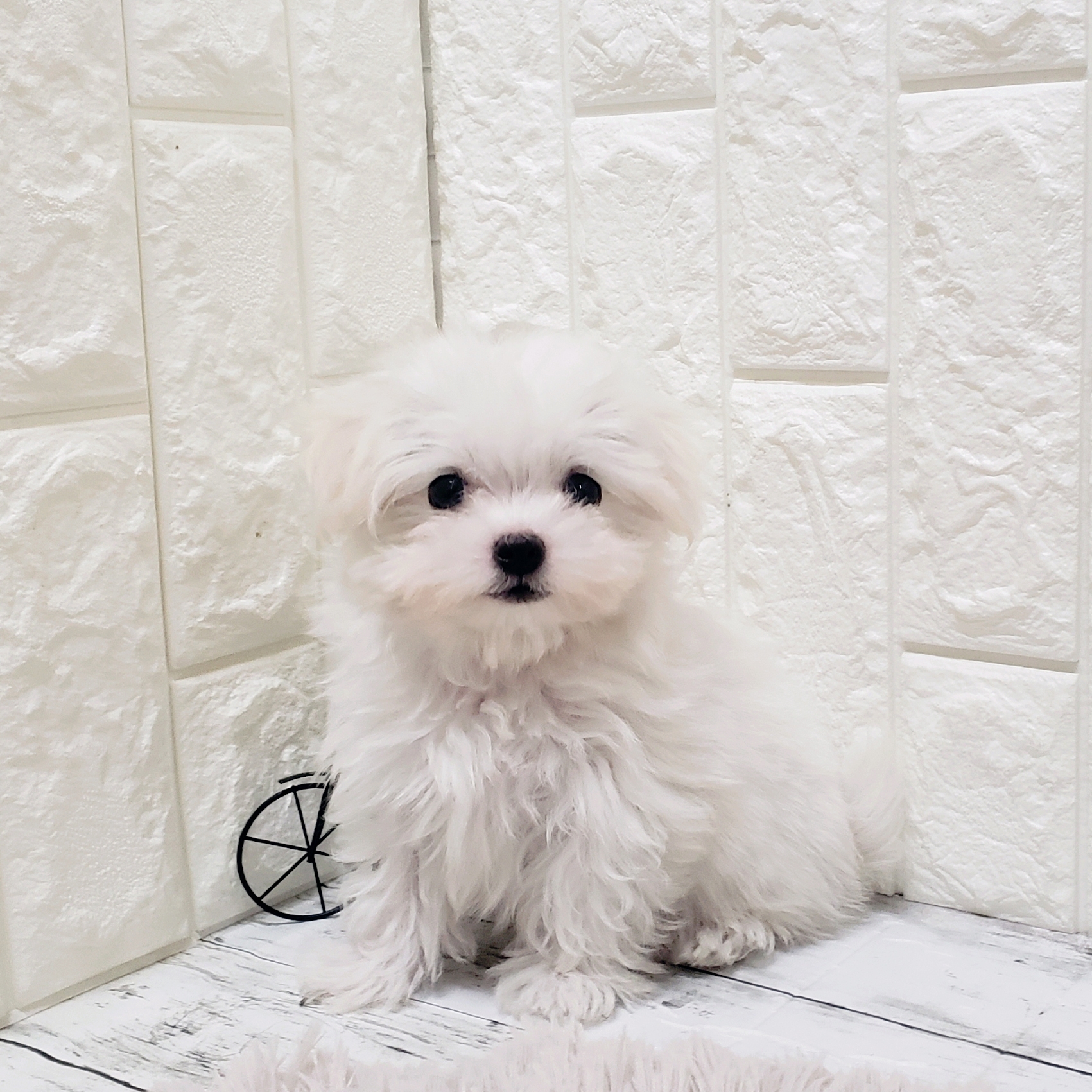 岡山県のマルチーズ (犬の家＆猫の里岡山店/2025年8月6日生まれ/男の子/ホワイト)の子犬の2枚目の画像