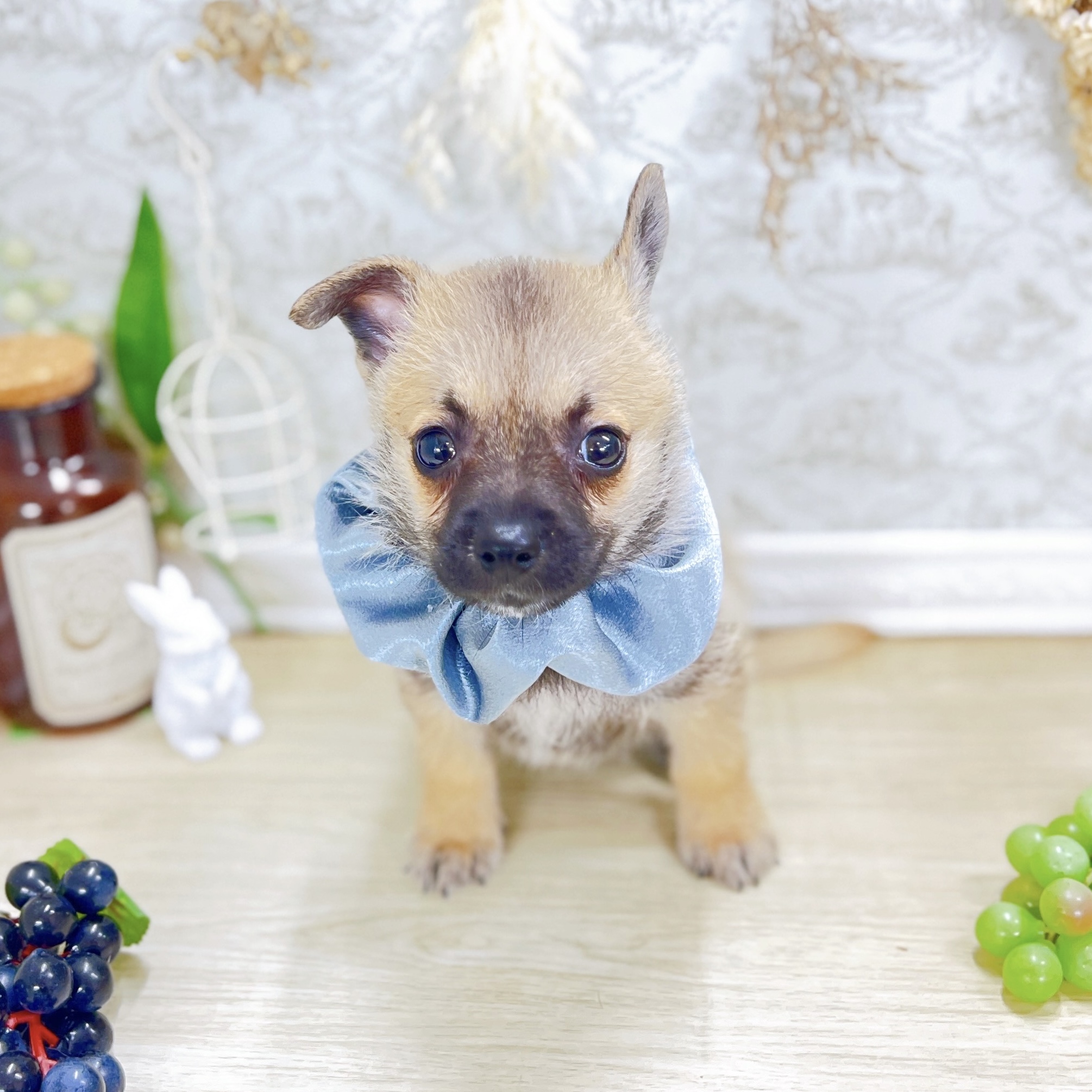 福井県のハーフ犬・ミックス犬 (犬の家＆猫の里アミーゴ福井大和田店/2025年8月8日生まれ/男の子/フォーン)の子犬の2枚目の画像