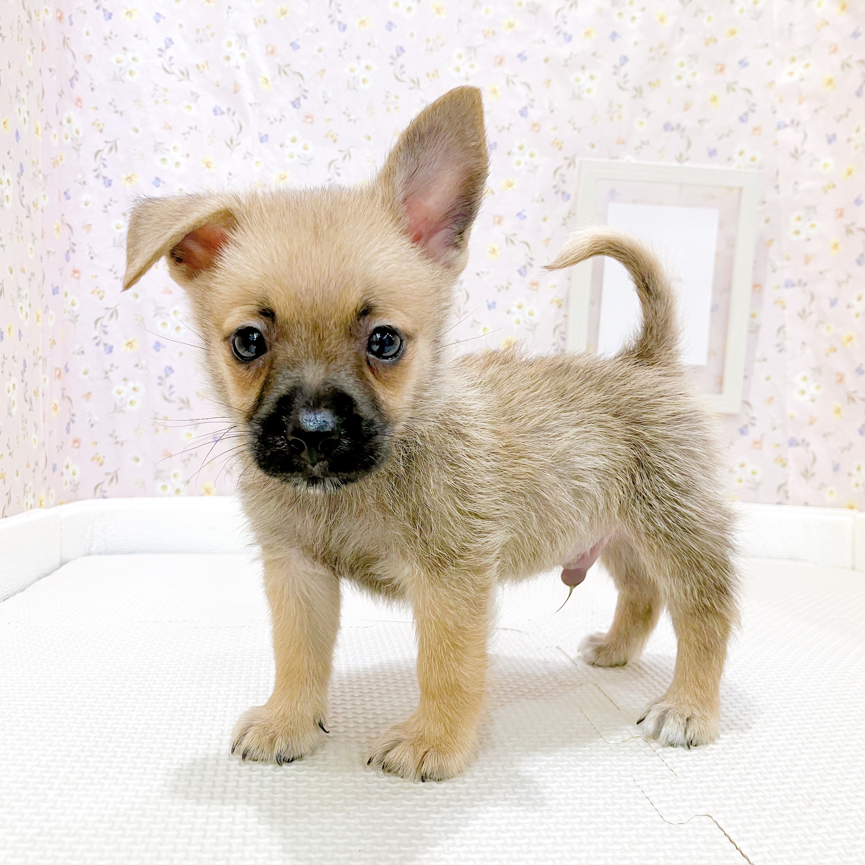 石川県のハーフ犬・ミックス犬 (犬の家＆猫の里金沢店/2025年8月8日生まれ/男の子/フォーン)の子犬の2枚目の画像