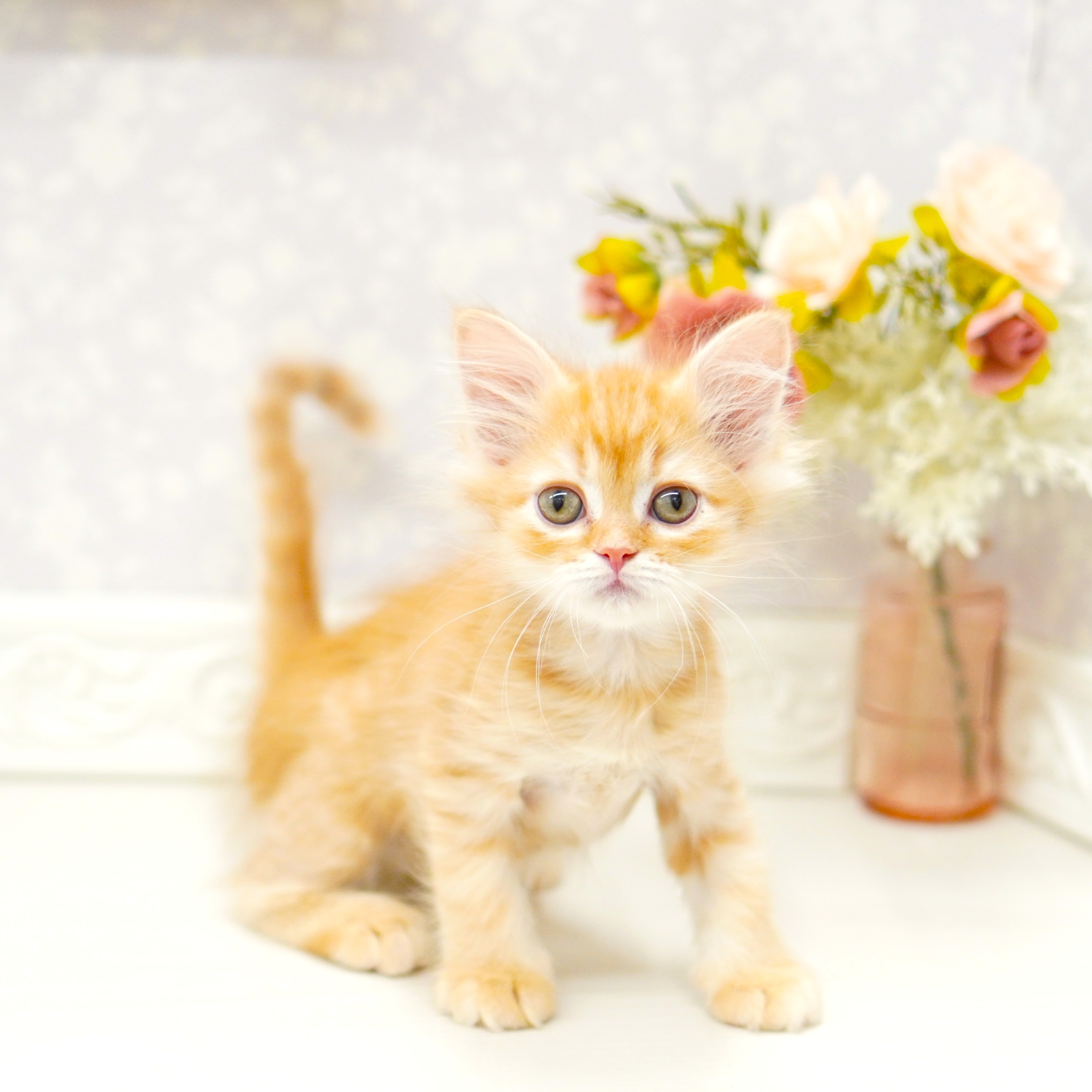 富山県のミヌエット (犬の家＆猫の里アミーゴ山室店/2025年7月28日生まれ/男の子/レッドタビー)の子猫の1枚目の画像