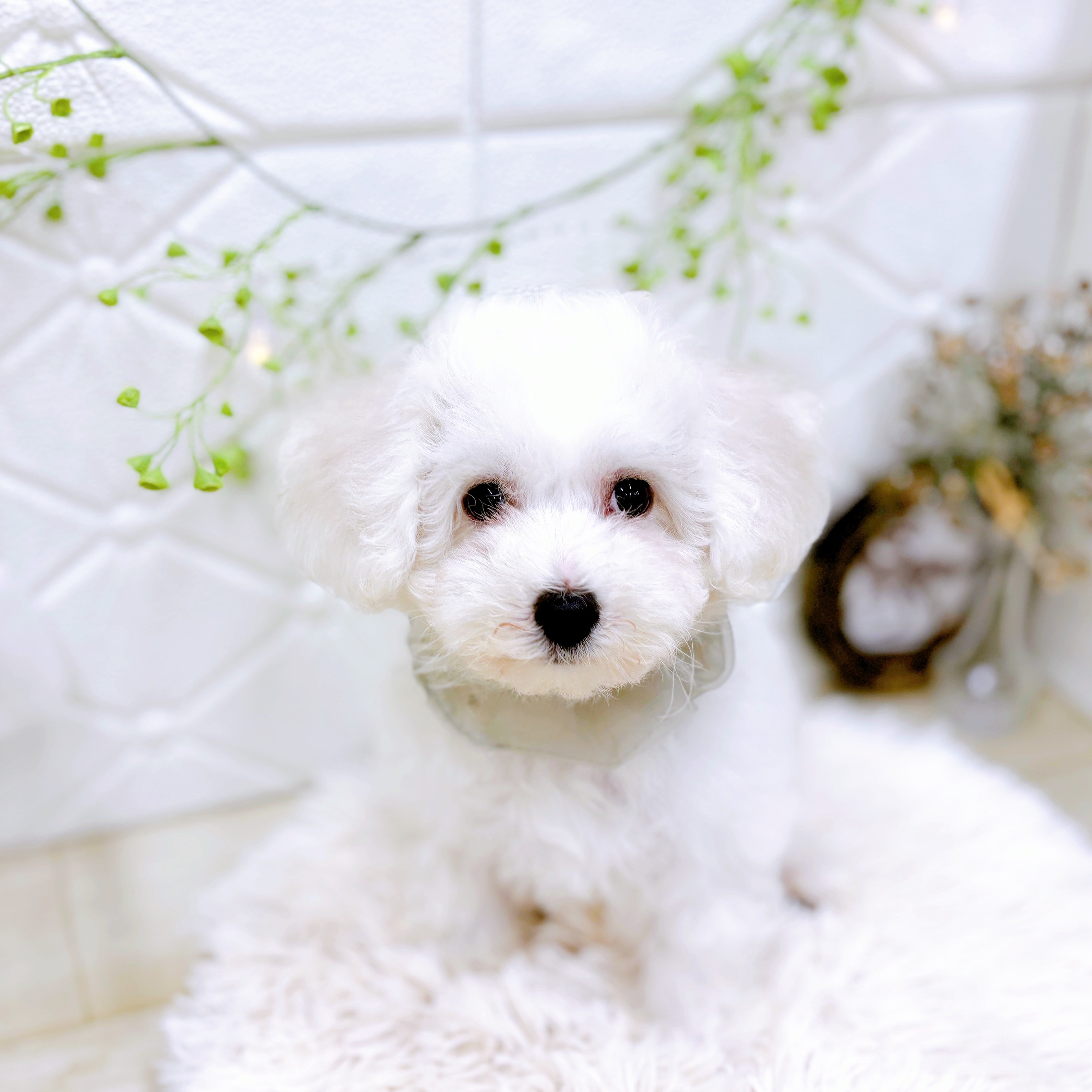 福井県のビションフリーゼ (犬の家＆猫の里アミーゴ福井店/2025年8月6日生まれ/男の子/ホワイト)の子犬の1枚目の画像