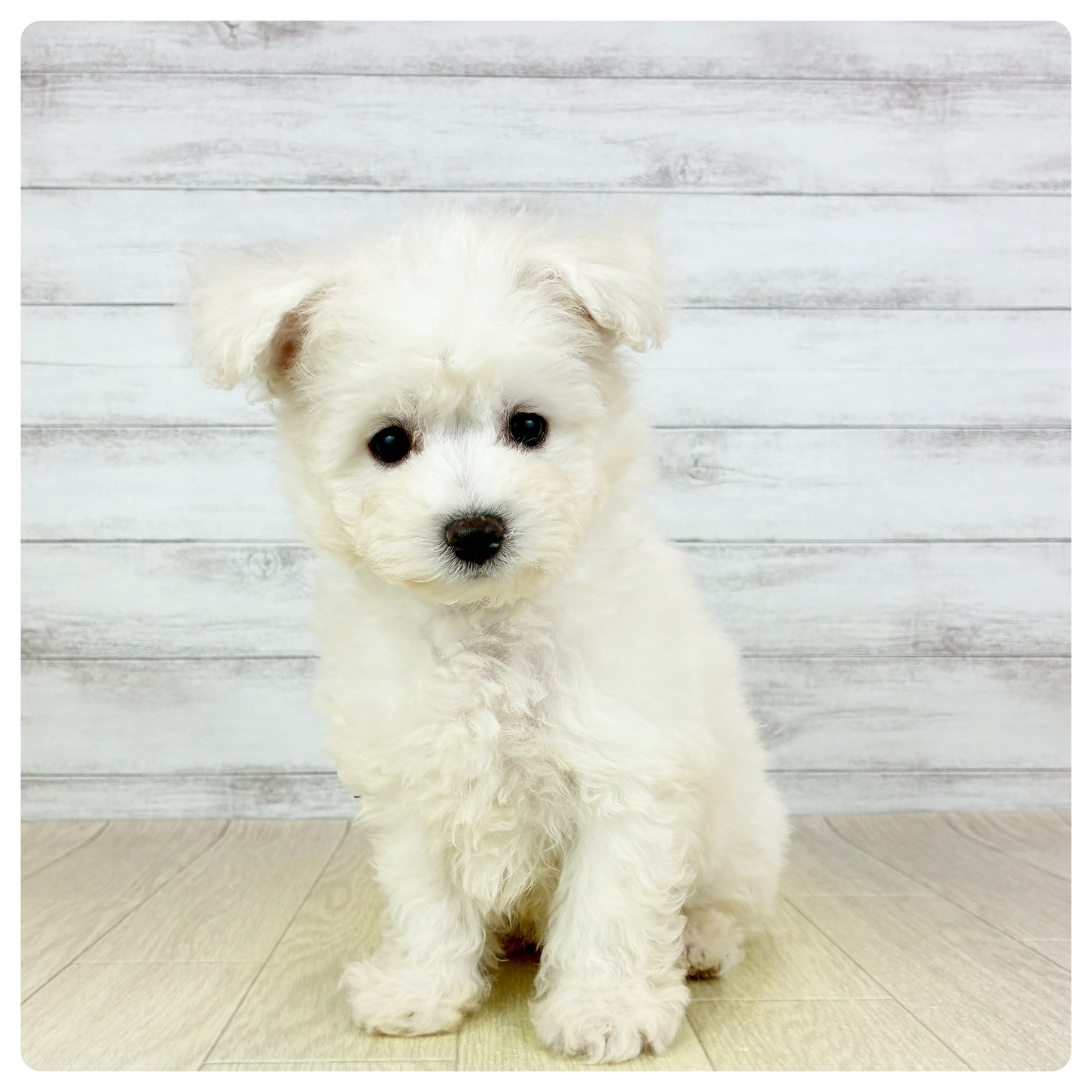 愛知県のビションフリーゼ (犬の家＆猫の里岡崎店/2025年8月9日生まれ/男の子/ホワイト)の子犬の2枚目の画像