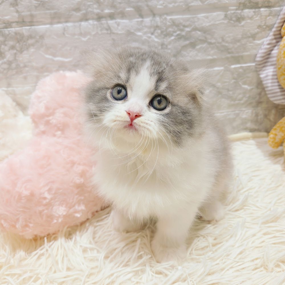 愛知県のスコティッシュフォールド (犬の家＆猫の里MiO香久山店/2025年8月10日生まれ/女の子/ブルーパッチドタビーホワイト)の子猫の1枚目の画像