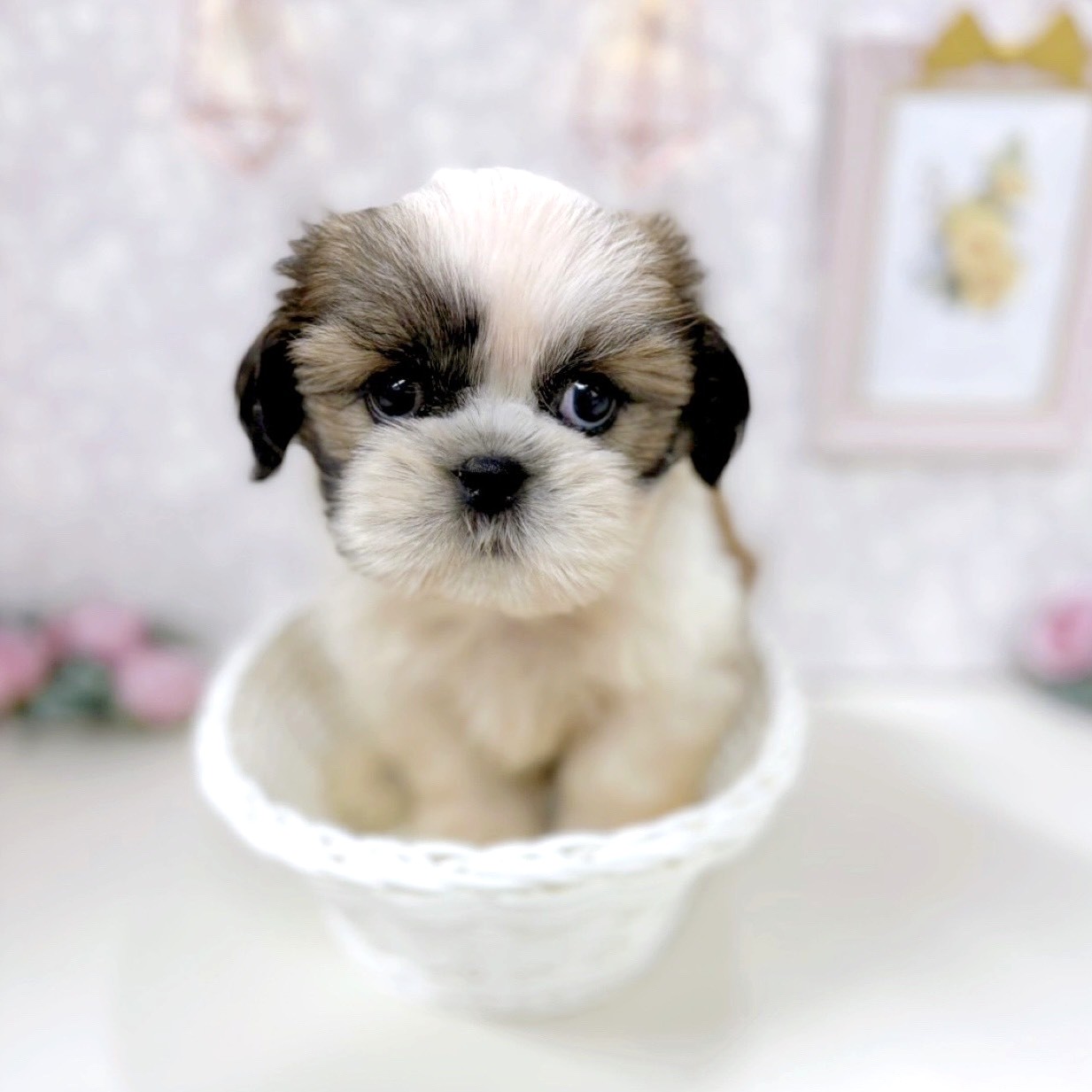 富山県のシーズー (犬の家＆猫の里アミーゴ高岡蓮花寺店/2025年8月10日生まれ/男の子/ゴールドホワイト)の子犬の2枚目の画像