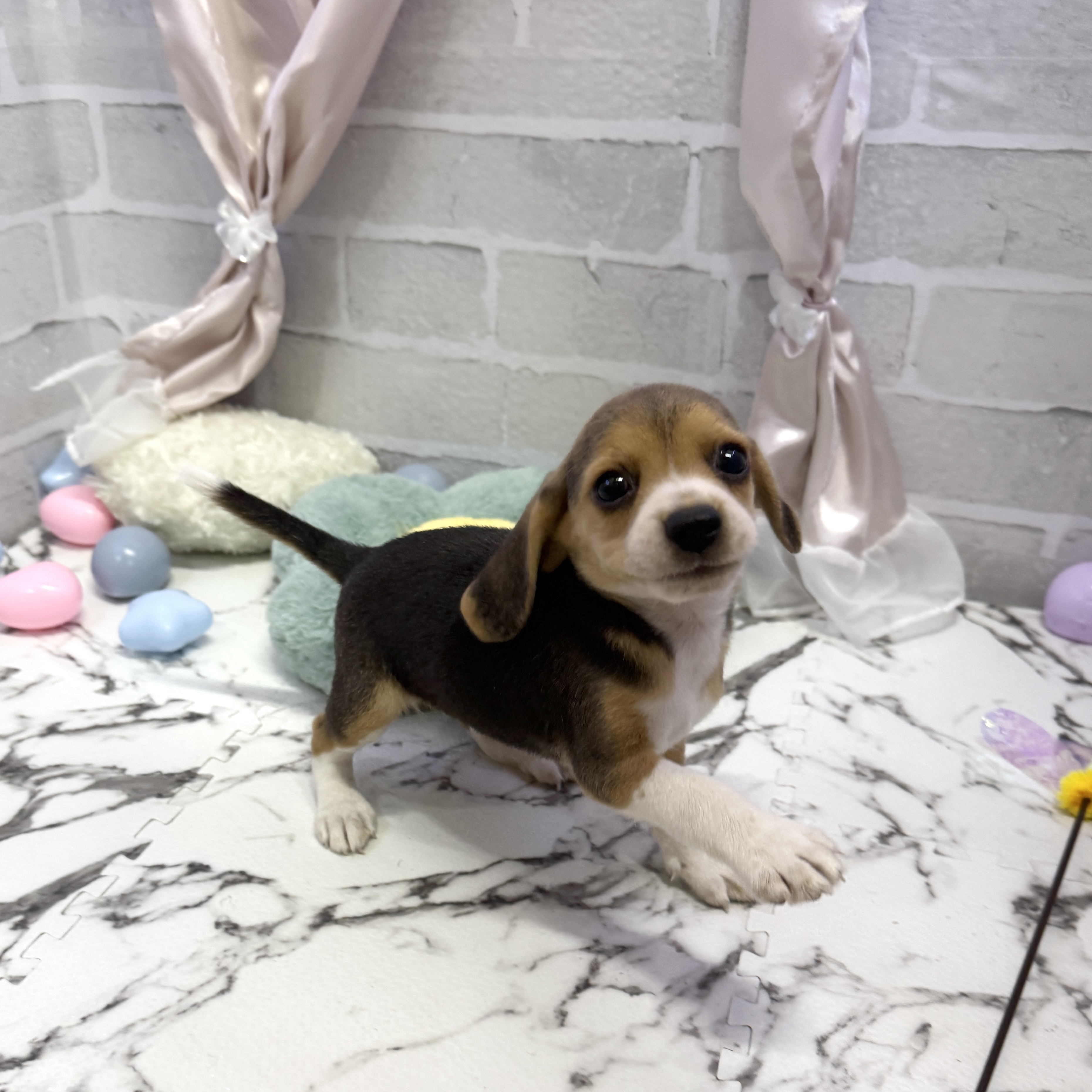 愛知県のビーグル (犬の家＆猫の里岡崎店/2025年8月10日生まれ/女の子/ブラックタンホワイト)の子犬の2枚目の画像