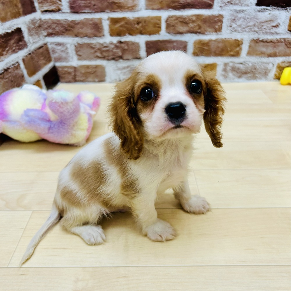 愛知県のキャバリアキングチャールズスパニエル (犬の家＆猫の里七宝店/2025年8月3日生まれ/男の子/ブレンハイム)の子犬の2枚目の画像