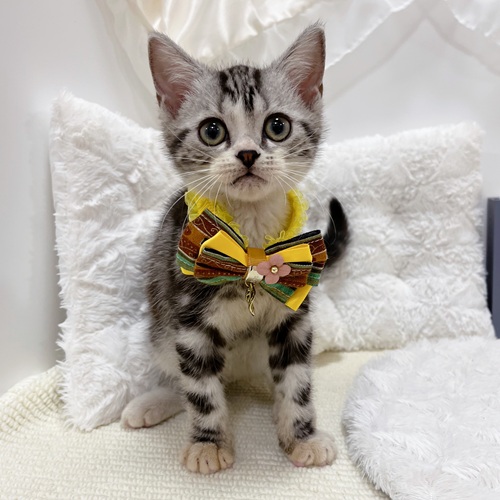 岐阜県のアメリカンショートヘアー (犬の家＆猫の里カラフルタウン岐阜店/2025年8月8日生まれ/男の子/シルバータビーホワイト)の子猫の2枚目の画像