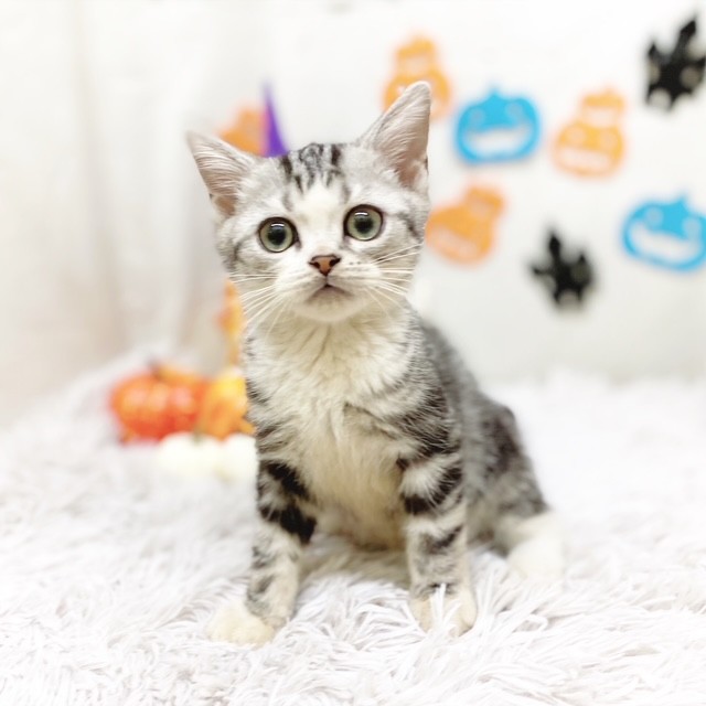静岡県のアメリカンショートヘアー (犬の家＆猫の里藤枝店/2025年8月8日生まれ/男の子/シルバータビーホワイト)の子猫