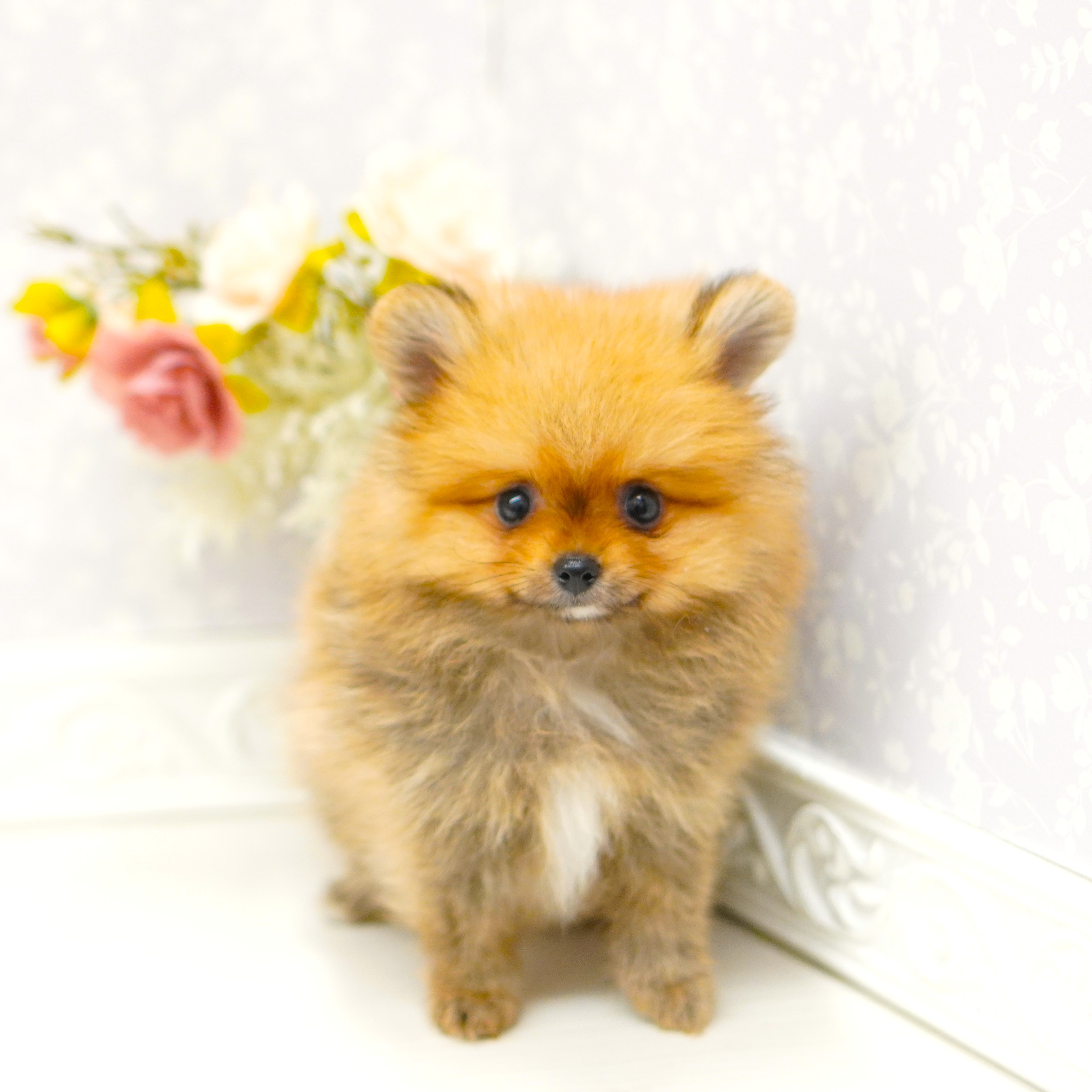 富山県のポメラニアン (犬の家＆猫の里アミーゴ山室店/2025年8月8日生まれ/女の子/オレンジセーブル)の子犬の1枚目の画像