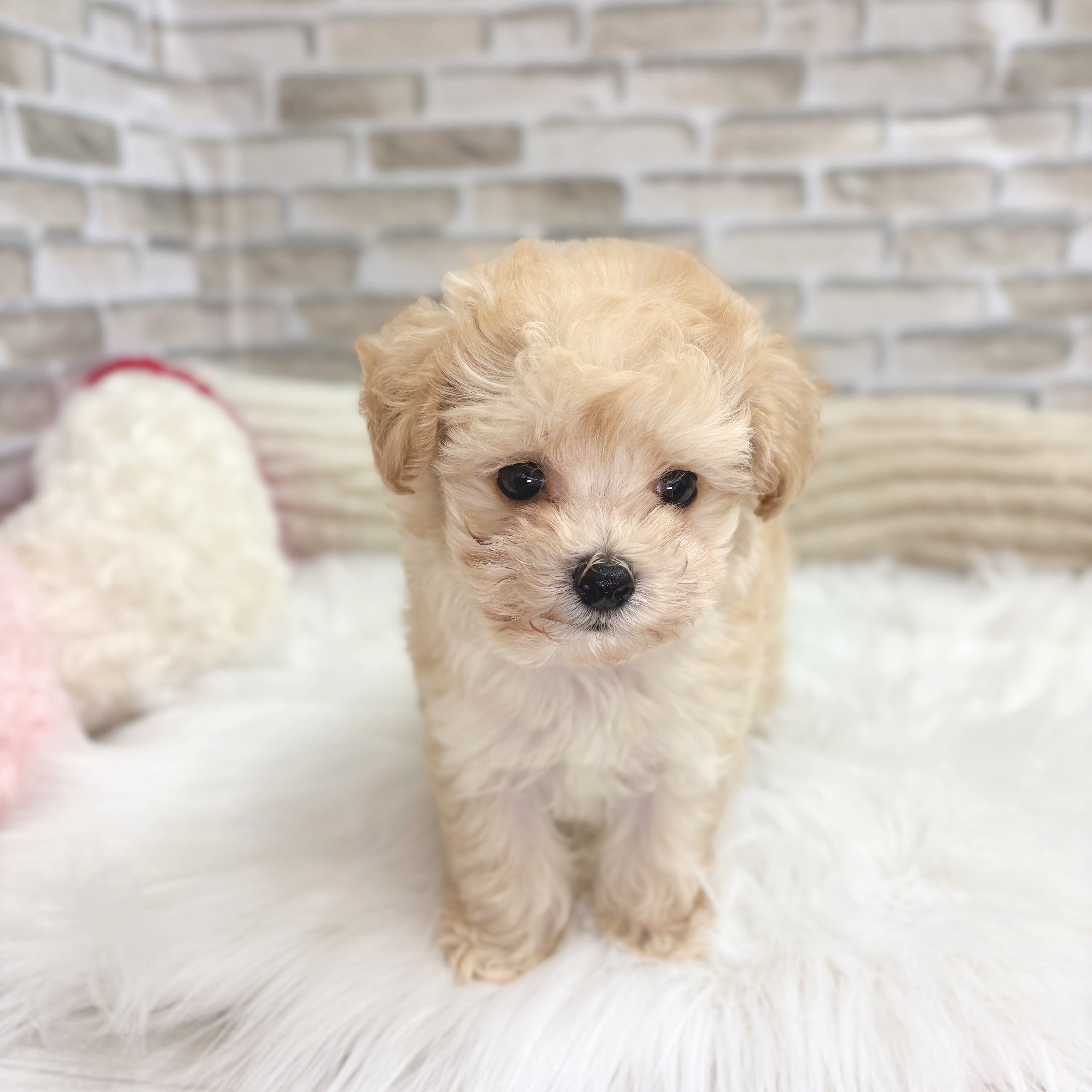 神奈川県のマルプー(マルチーズ×プードル) (犬の家&猫の里モザイクモール港北店/2025年8月12日生まれ/男の子/クリーム)の子犬の2枚目の画像