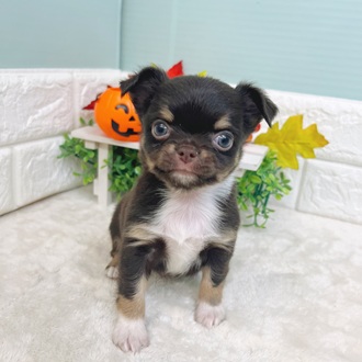 静岡県のチワワ(ロング) (犬の家＆猫の里マークイズ静岡店/2025年8月12日生まれ/男の子/チョコレートタンホワイト)の子犬