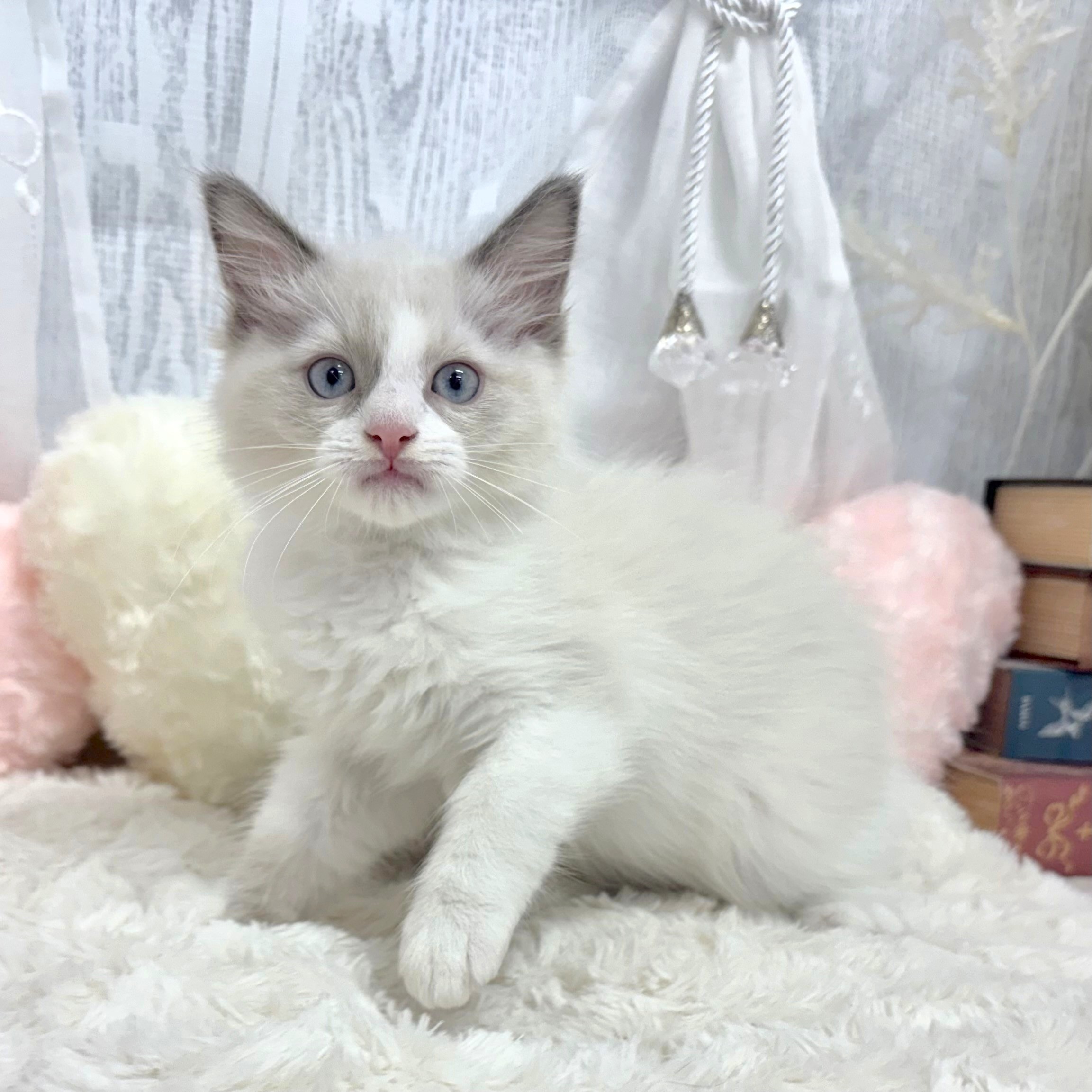 神奈川県のラグドール (犬の家＆猫の里相模原店/2025年8月7日生まれ/女の子/ブルーポイントバイカラー)の子猫の1枚目の画像