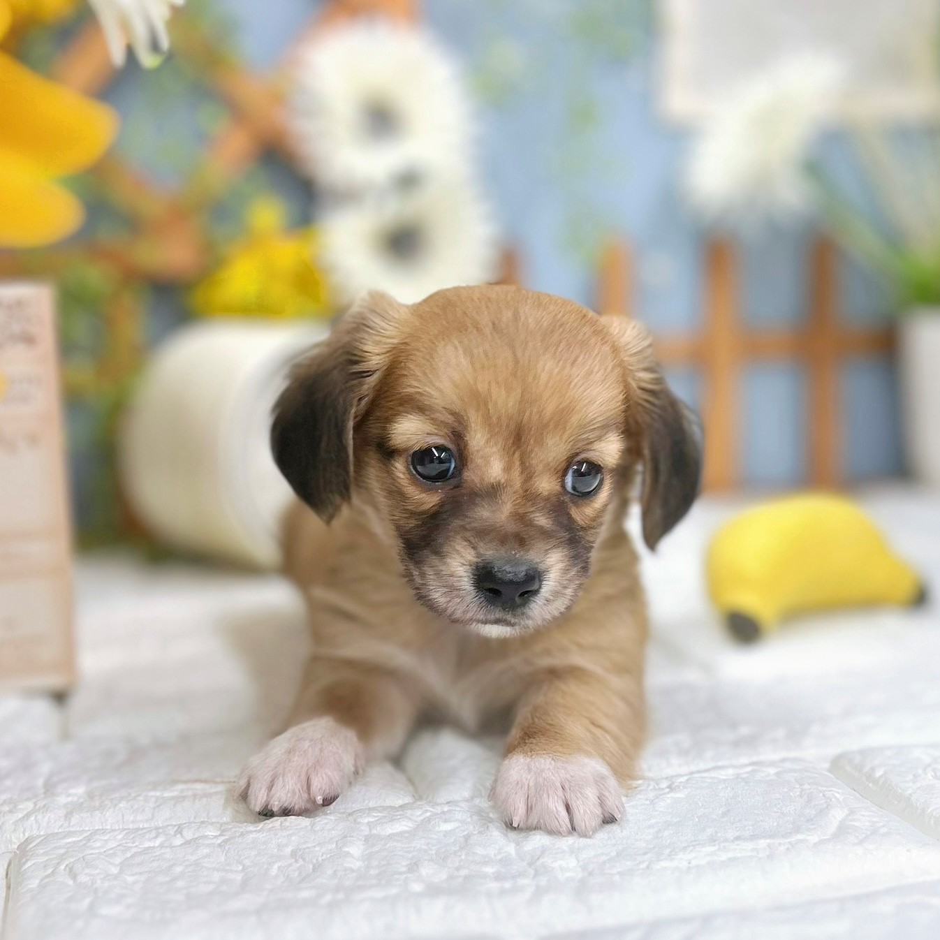 千葉県のチワックス(チワワ×ダックス) (犬の家＆猫の里ワンズモール稲毛店/2025年8月12日生まれ/男の子/レッド)の子犬の2枚目の画像