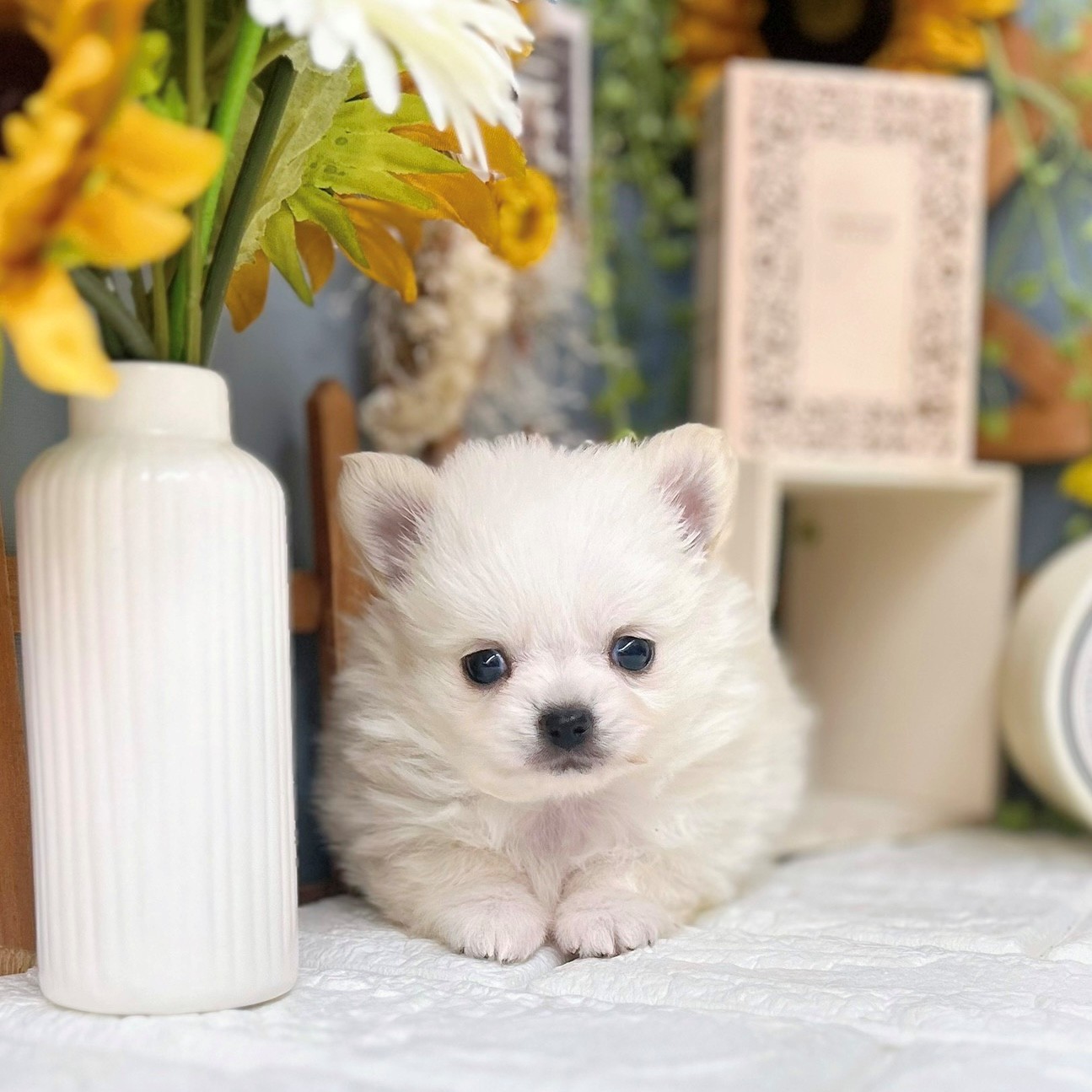 千葉県のポメチワ/チワポメ/ポメチー(ポメラニアン×チワワ) (犬の家＆猫の里ワンズモール稲毛店/2025年8月12日生まれ/女の子/クリーム)の子犬の2枚目の画像